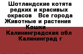 Шотландские котята редких и красивых  окрасов - Все города Животные и растения » Кошки   . Калининградская обл.,Калининград г.
